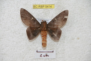  ( - BC-RBP 5414)  @12 [ ] Copyright (2010) Ron Brechlin Research Collection of Ron Brechlin