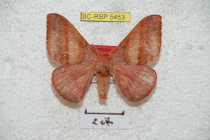  (Hirpida sinjaevorum - BC-RBP 5453)  @14 [ ] Copyright (2010) Ron Brechlin Research Collection of Ron Brechlin