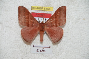  (Hirpida cochoba - BC-RBP 5454)  @12 [ ] Copyright (2010) Ron Brechlin Research Collection of Ron Brechlin