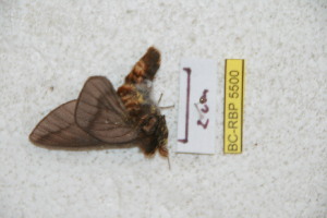  ( - BC-RBP 5500)  @12 [ ] Copyright (2010) Ron Brechlin Research Collection of Ron Brechlin