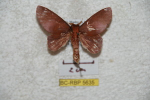  (Psilopygoides odandensis - BC-RBP 5635)  @12 [ ] Copyright (2010) Ron Brechlin Research Collection of Ron Brechlin