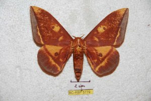  (Eacles fulvaster oriecuadoriana - BC-RBP 5779)  @14 [ ] Copyright (2010) Ron Brechlin Research Collection of Ron Brechlin