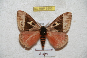  ( - BC-RBP 5806)  @11 [ ] Copyright (2010) Ron Brechlin Research Collection of Ron Brechlin