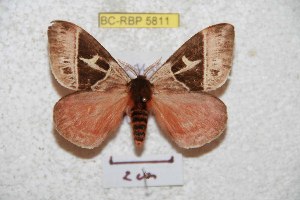  ( - BC-RBP 5811)  @11 [ ] Copyright (2010) Ron Brechlin Research Collection of Ron Brechlin