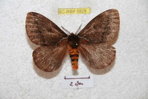  (Pseudodirphia sangayana - BC-RBP 5829)  @13 [ ] Copyright (2010) Ron Brechlin Research Collection of Ron Brechlin