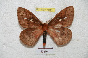  (Cerodirphia conbeniana - BC-RBP 4841)  @13 [ ] Copyright (2010) Ron Brechlin Research Collection of Ron Brechlin