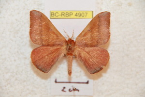  (Hirpida amazonensis - BC-RBP 4907)  @14 [ ] Copyright (2010) Ron Brechlin Research Collection of Ron Brechlin