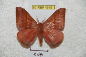  (Hirpida nigrolinea - BC-RBP 4919)  @14 [ ] Copyright (2010) Ron Brechlin Research Collection of Ron Brechlin