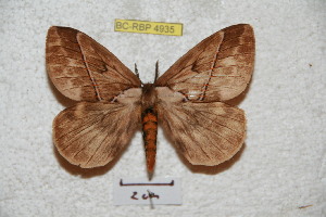  (Pseudodirphia obbeniana - BC-RBP 4935)  @14 [ ] Copyright (2010) Ron Brechlin Research Collection of Ron Brechlin