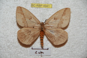  (Pseudodirphia obmartiana - BC-RBP 4941)  @14 [ ] Copyright (2010) Ron Brechlin Research Collection of Ron Brechlin