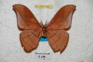  ( - BC-RBP 4943)  @12 [ ] Copyright (2010) Ron Brechlin Research Collection of Ron Brechlin