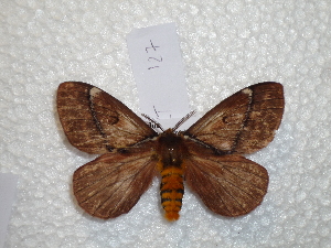  (Pseudodirphia sangaycola - BC-HKT 0127)  @13 [ ] Copyright (2012) Ron Brechlin Research Collection of Ron Brechlin