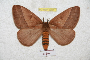  (Pseudodirphia uniformis - BC-RBP 5967)  @14 [ ] Copyright (2010) Ron Brechlin Research Collection of Ron Brechlin