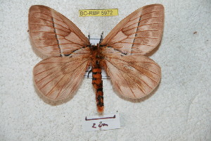  (Pseudodirphia mexaustralica - BC-RBP 5972)  @14 [ ] Copyright (2010) Ron Brechlin Research Collection of Ron Brechlin