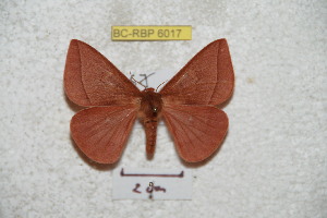  (Mexicantha garciorum - BC-RBP 6017)  @13 [ ] Copyright (2010) Ron Brechlin Research Collection of Ron Brechlin