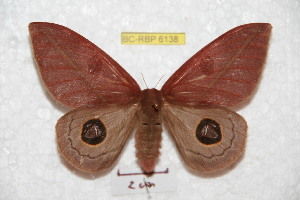  ( - BC-RBP 6138)  @11 [ ] Copyright (2010) Ron Brechlin Research Collection of Ron Brechlin