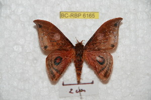  ( - BC-RBP 6165)  @11 [ ] Copyright (2010) Ron Brechlin Research Collection of Ron Brechlin