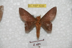  ( - BC-RBP 6244)  @12 [ ] Copyright (2010) Ron Brechlin Research Collection of Ron Brechlin