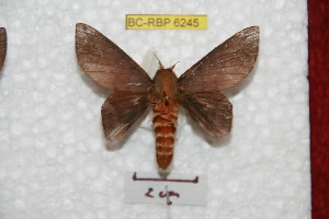  ( - BC-RBP 6245)  @12 [ ] Copyright (2010) Ron Brechlin Research Collection of Ron Brechlin