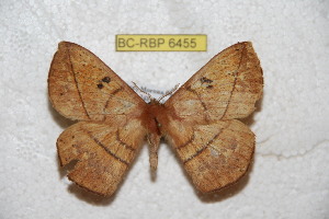  (Periga altomoronensis - BC-RBP 6455)  @13 [ ] Copyright (2012) Ron Brechlin Research Collection of Ron Brechlin