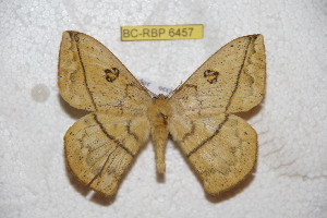  (Periga pachijalensis - BC-RBP 6457)  @13 [ ] Copyright (2012) Ron Brechlin Research Collection of Ron Brechlin