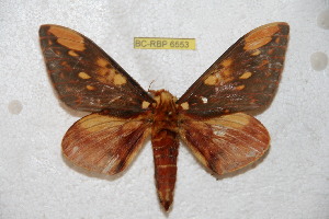  (Citheronia hambahiana - BC-RBP 6553)  @14 [ ] Copyright (2012) Ron Brechlin Research Collection of Ron Brechlin