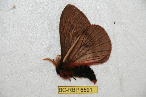  (Cerodirphia flavoscripta - BC-RBP 6591)  @14 [ ] Copyright (2012) Ron Brechlin Research Collection of Ron Brechlin