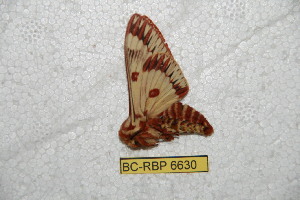 (Citheronula maranhensis - BC-RBP 6630)  @13 [ ] Copyright (2012) Ron Brechlin Research Collection of Ron Brechlin
