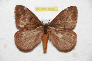  (Pseudodirphia cajamarcola - BC-RBP 6652)  @14 [ ] Copyright (2012) Ron Brechlin Research Collection of Ron Brechlin