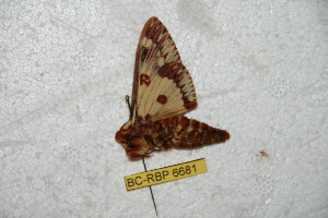  (Citheronula maranhensis - BC-RBP 6681)  @13 [ ] Copyright (2012) Ron Brechlin Research Collection of Ron Brechlin