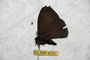 ( - BC-RBP 6723)  @12 [ ] Copyright (2012) Ron Brechlin Research Collection of Ron Brechlin