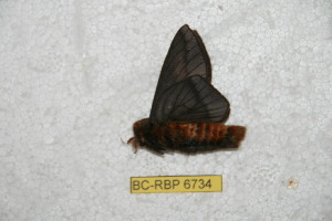  ( - BC-RBP 6734)  @12 [ ] Copyright (2012) Ron Brechlin Research Collection of Ron Brechlin