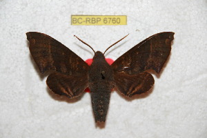  (Pachygonidia subhamata - BC-RBP 6760)  @15 [ ] Copyright (2012) Ron Brechlin Research Collection of Ron Brechlin