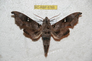  (Mandoryx oiclus - BC-RBP 6765)  @13 [ ] Copyright (2012) Ron Brechlin Research Collection of Ron Brechlin