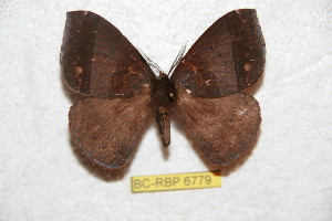  ( - BC-RBP 6779)  @14 [ ] Copyright (2012) Ron Brechlin Research Collection of Ron Brechlin