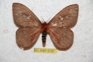  (Cerodirphia amamartinensis - BC-RBP 6787)  @12 [ ] Copyright (2012) Ron Brechlin Research Collection of Ron Brechlin