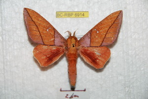  (Adeloneivaia jaustralica - BC-RBP 6914)  @14 [ ] Copyright (2012) Ron Brechlin Research Collection of Ron Brechlin