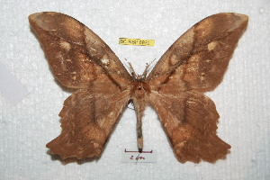  ( - BC-RBP 6930)  @14 [ ] Copyright (2012) Ron Brechlin Research Collection of Ron Brechlin