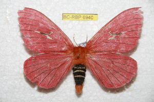  (Cerodirphia azuayana - BC-RBP 6940)  @14 [ ] Copyright (2012) Ron Brechlin Research Collection of Ron Brechlin