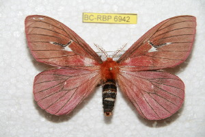 (Cerodirphia kattyana - BC-RBP 6942)  @14 [ ] Copyright (2012) Ron Brechlin Research Collection of Ron Brechlin