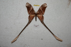  (Copiopteryx semiramis phoenix - BC-RBP 6985)  @13 [ ] Copyright (2012) Ron Brechlin Research Collection of Ron Brechlin