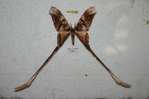  (Copiopteryx semiramis banghaasi - BC-RBP 6986)  @14 [ ] Copyright (2012) Ron Brechlin Research Collection of Ron Brechlin