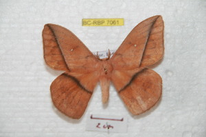 (Lonomia manabiana - BC-RBP 7061)  @13 [ ] Copyright (2012) Ron Brechlin Research Collection of Ron Brechlin