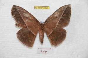  (Lonomia nigra - BC-RBP 7062)  @13 [ ] Copyright (2012) Ron Brechlin Research Collection of Ron Brechlin