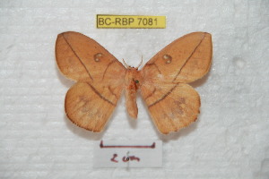  (Periga aurantiaca - BC-RBP 7081)  @14 [ ] Copyright (2012) Ron Brechlin Research Collection of Ron Brechlin