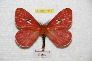  (Cerodirphia kaechi - BC-RBP 7110)  @15 [ ] Copyright (2012) Ron Brechlin Research Collection of Ron Brechlin