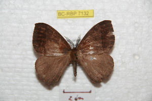  ( - BC-RBP 7132)  @13 [ ] Copyright (2012) Ron Brechlin Research Collection of Ron Brechlin