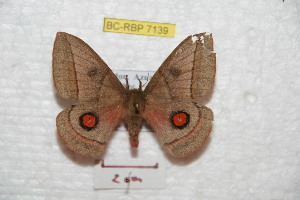  (Gamelioides cajas - BC-RBP 7139)  @13 [ ] Copyright (2012) Ron Brechlin Research Collection of Ron Brechlin