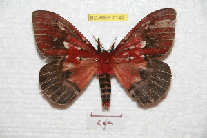  (Rhodirphia carminata - BC-RBP 7142)  @15 [ ] Copyright (2012) Ron Brechlin Research Collection of Ron Brechlin