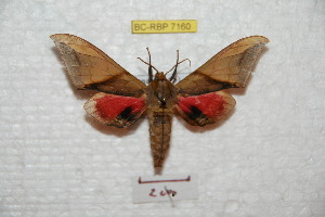  ( - BC-RBP 7160)  @11 [ ] Copyright (2012) Ron Brechlin Research Collection of Ron Brechlin